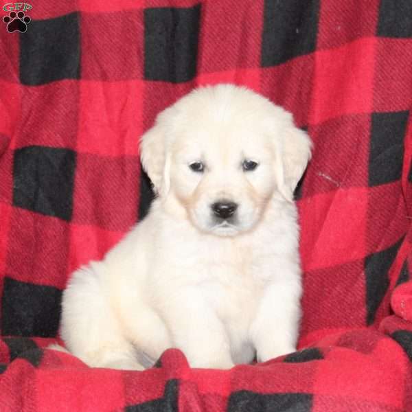 Tucker, English Cream Golden Retriever Puppy